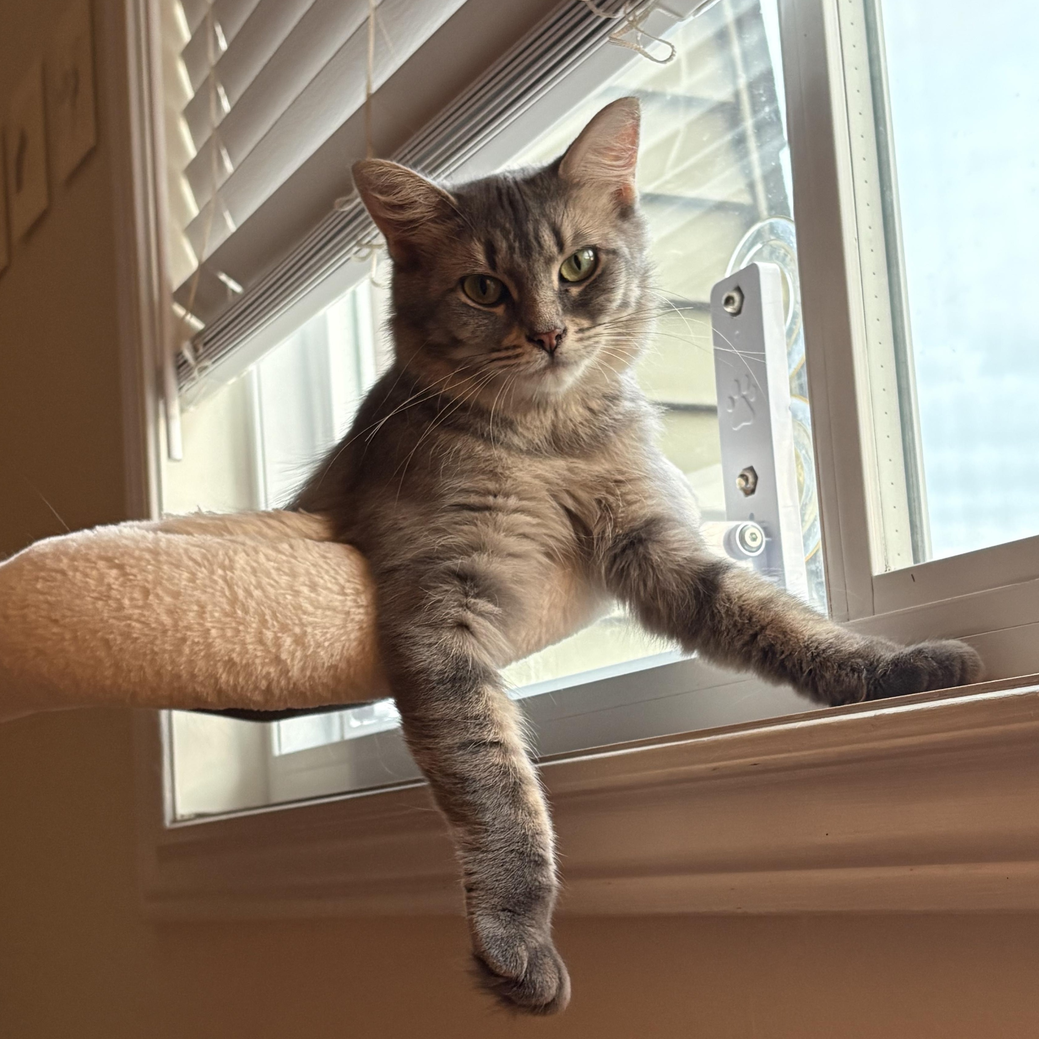 Enlarge Dove, a ADOPTABLE Domestic Medium Hair in Ottawa, ON image 2/6