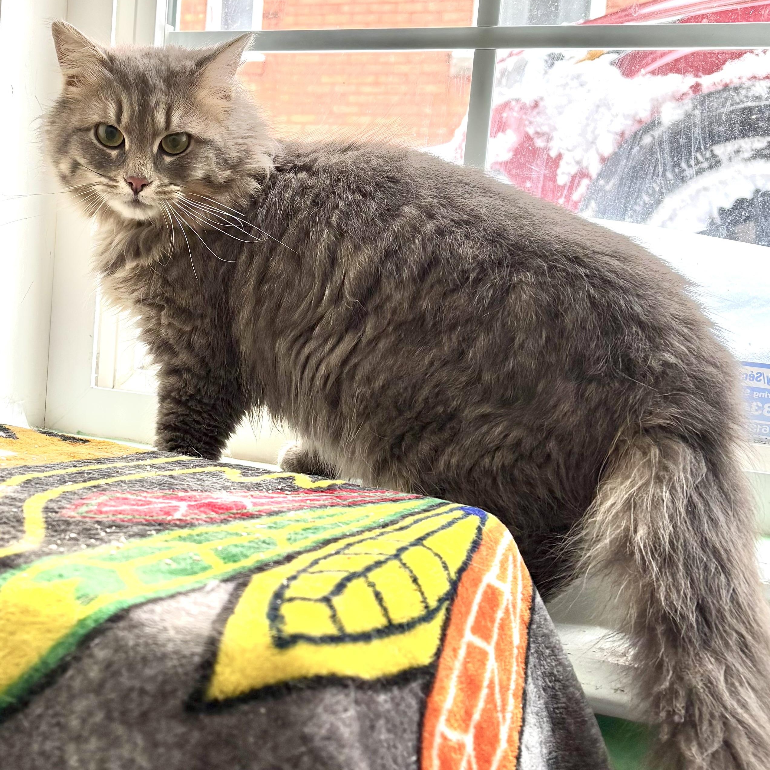 Dove, a ADOPTABLE Domestic Medium Hair in Ottawa, ON image 6/6