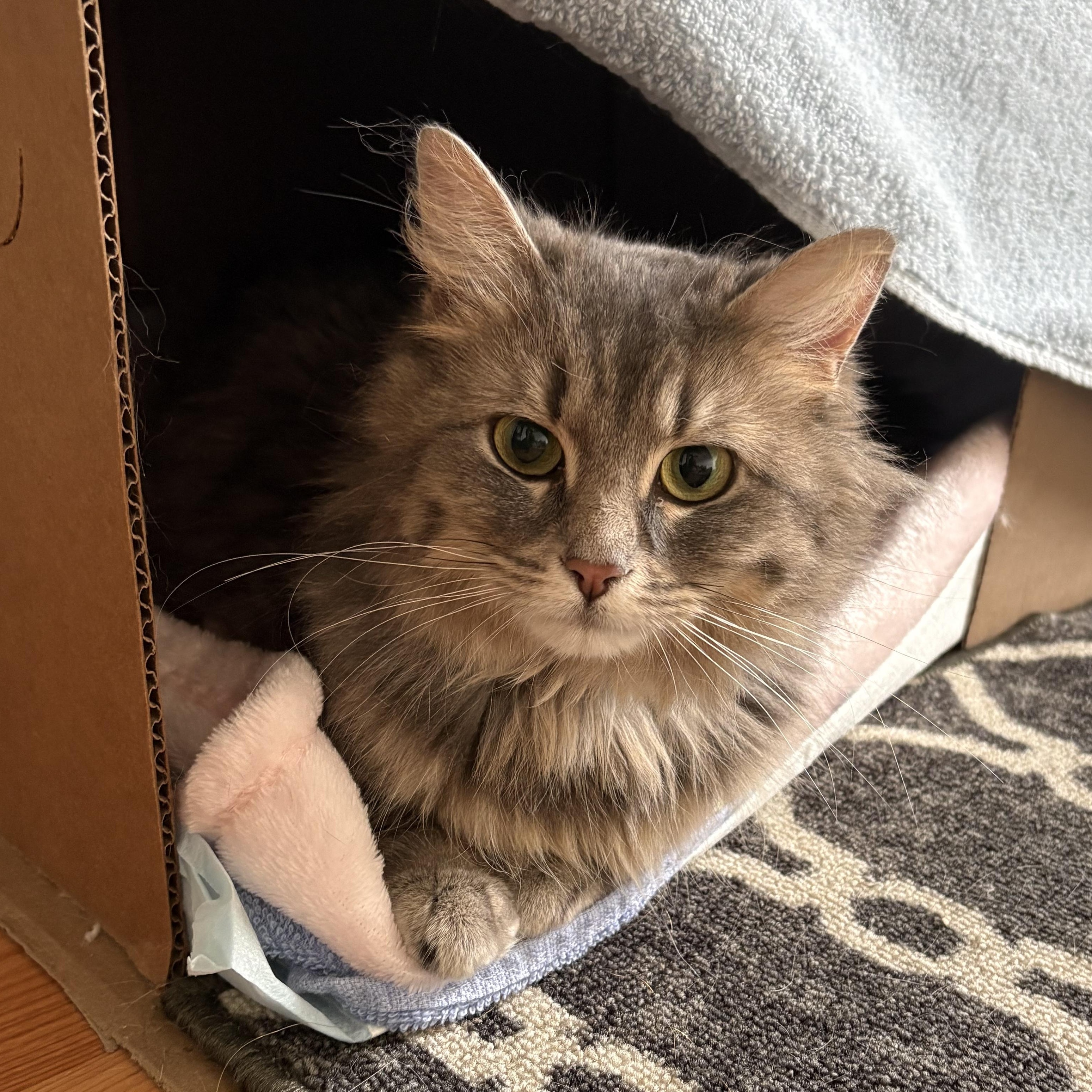 Dove, a ADOPTABLE Domestic Medium Hair in Ottawa, ON image 5/6