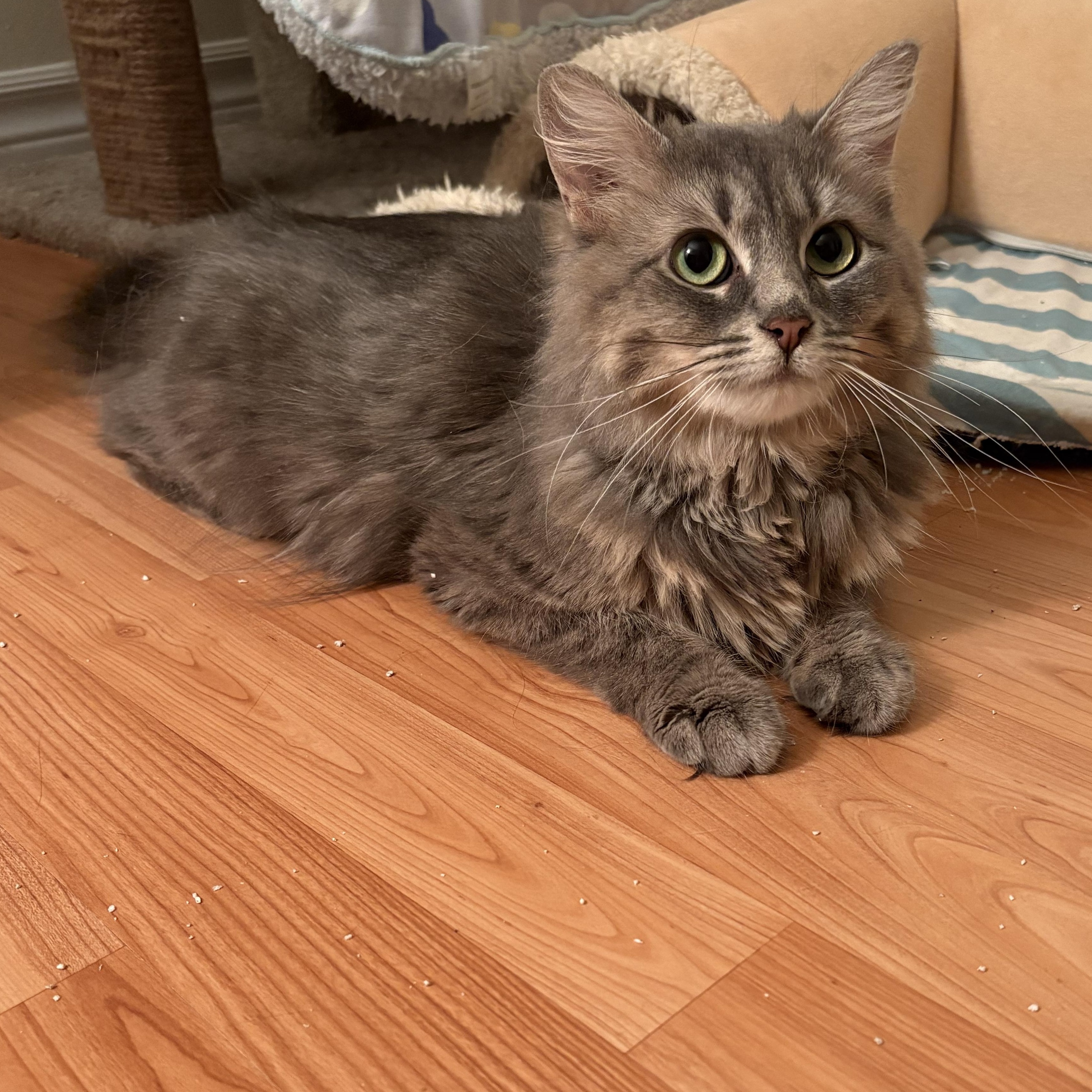 Dove, ADOPTABLE, Adult Female Domestic Medium Hair.