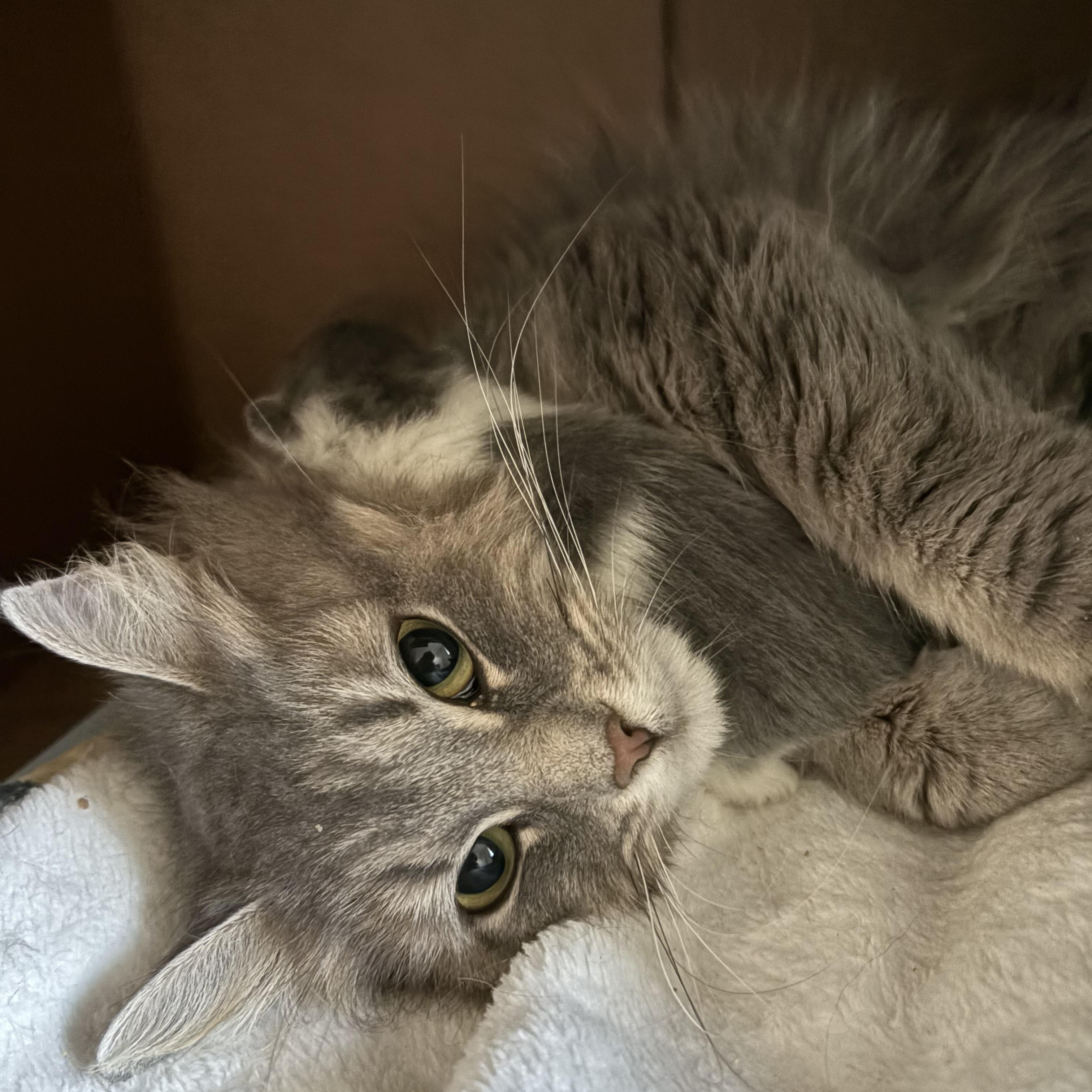 Dove, a ADOPTABLE Domestic Medium Hair in Ottawa, ON image 4/6