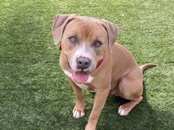 Enlarge HUGO, a Adoptable Pit Bull Terrier in San Pedro, CA image 1/1