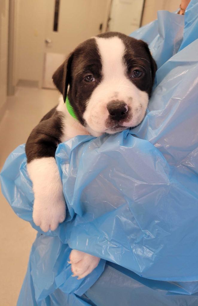 Peacock, Adoptable, Puppy Male Pit Bull Terrier.