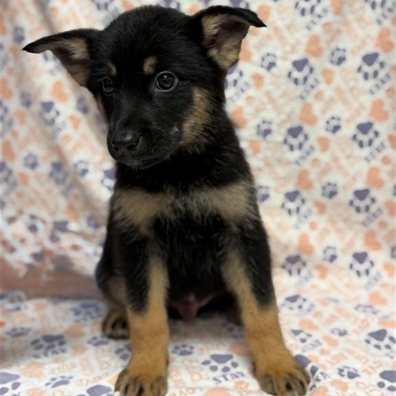 Yoda, Adoptable, Puppy Male German Shepherd Dog.