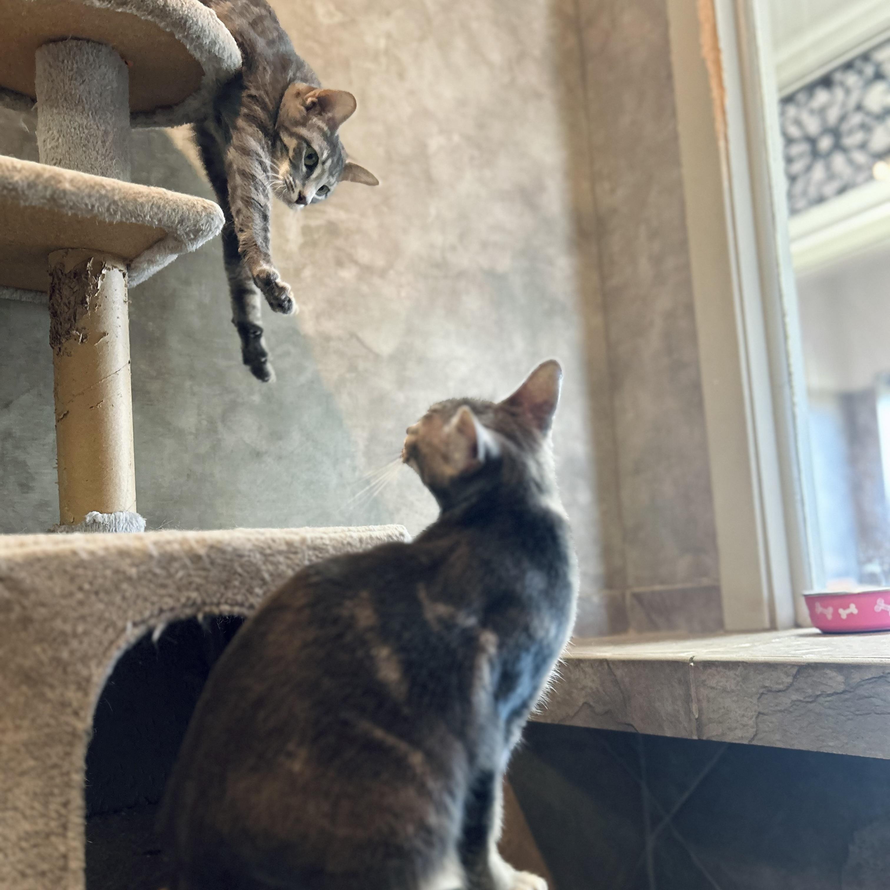 Enlarge Jill, a Adoptable Domestic Short Hair in Seguin, TX image 4/6