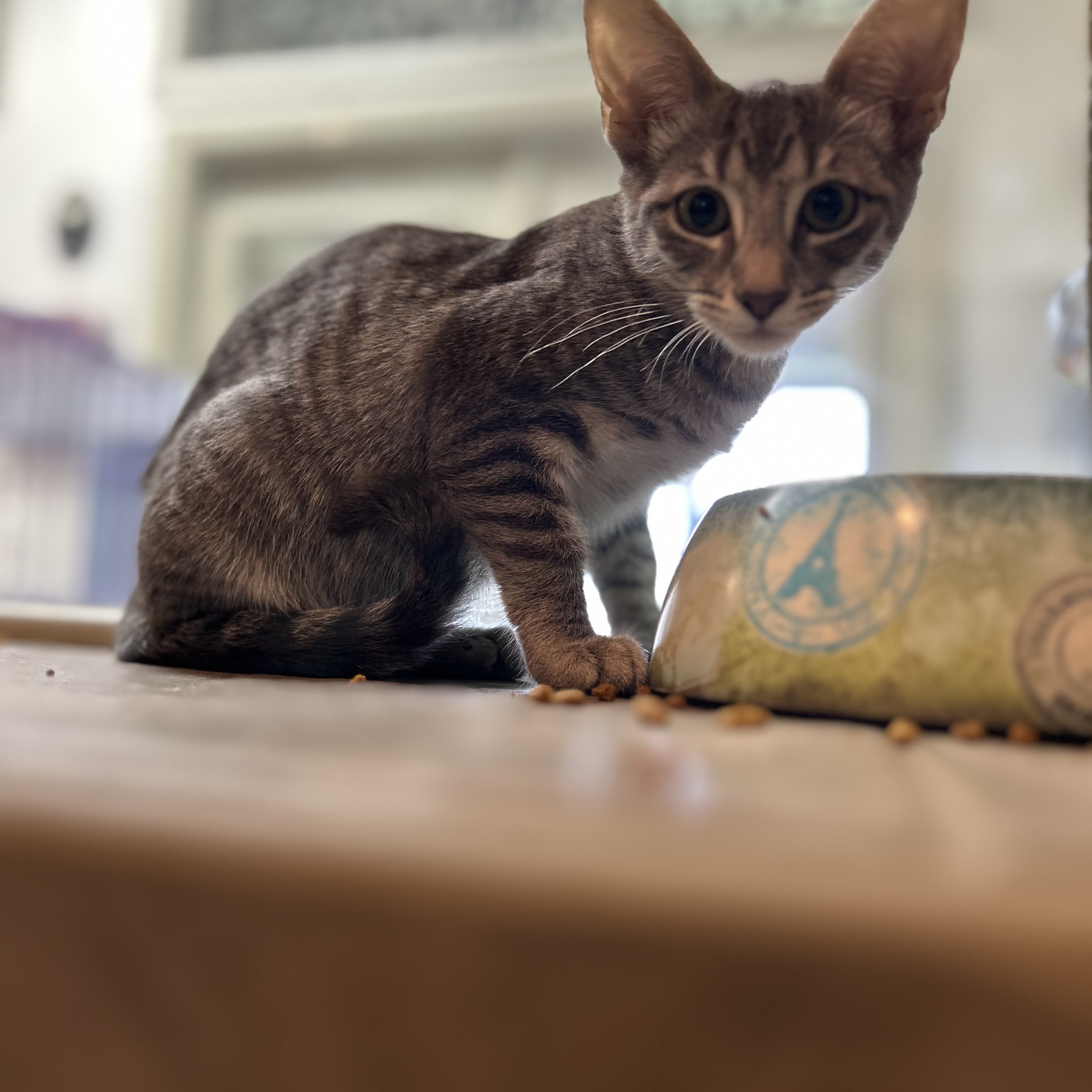 Jill, Adoptable, Young Female Domestic Short Hair.