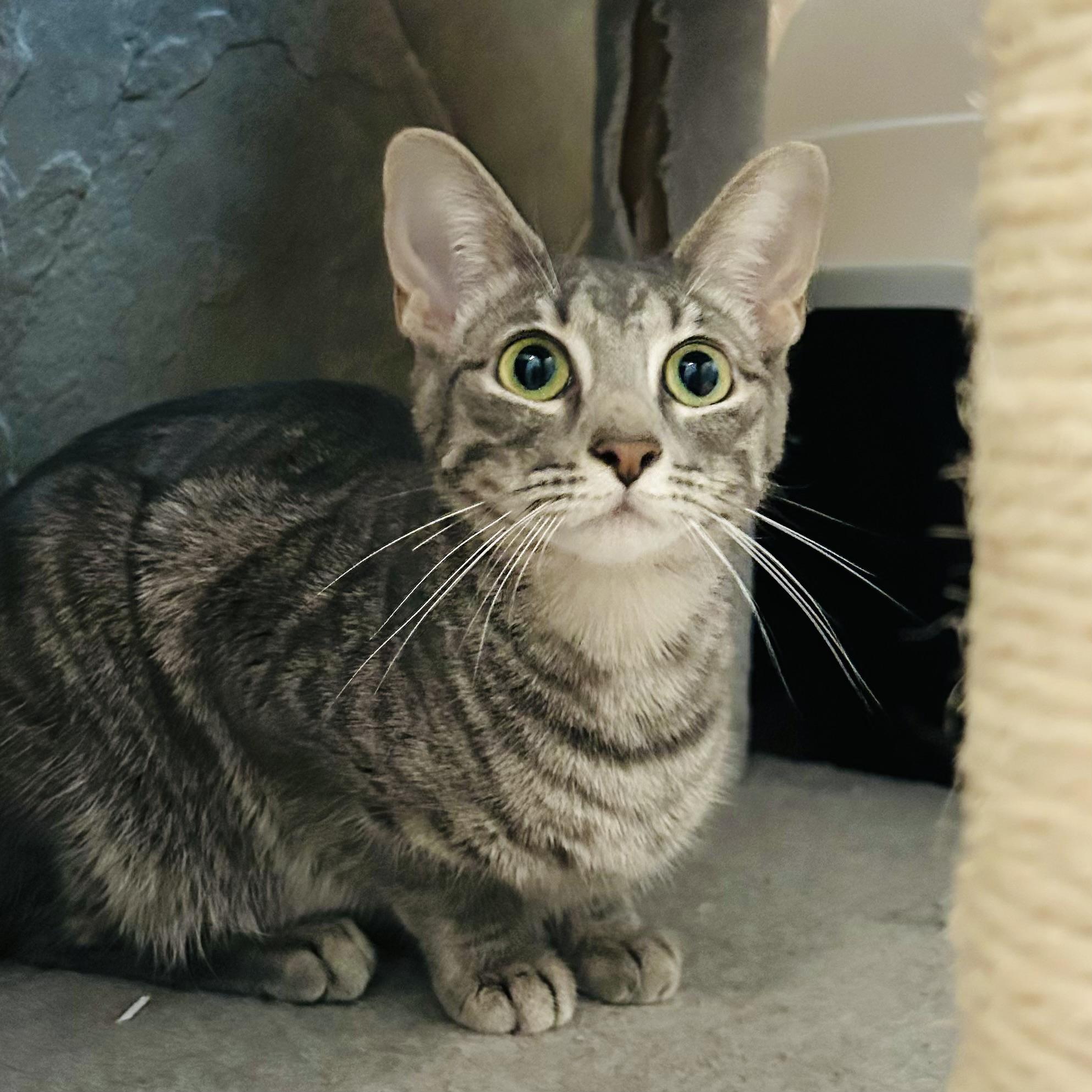 Enlarge Jill, a Adoptable Domestic Short Hair in Seguin, TX image 2/5
