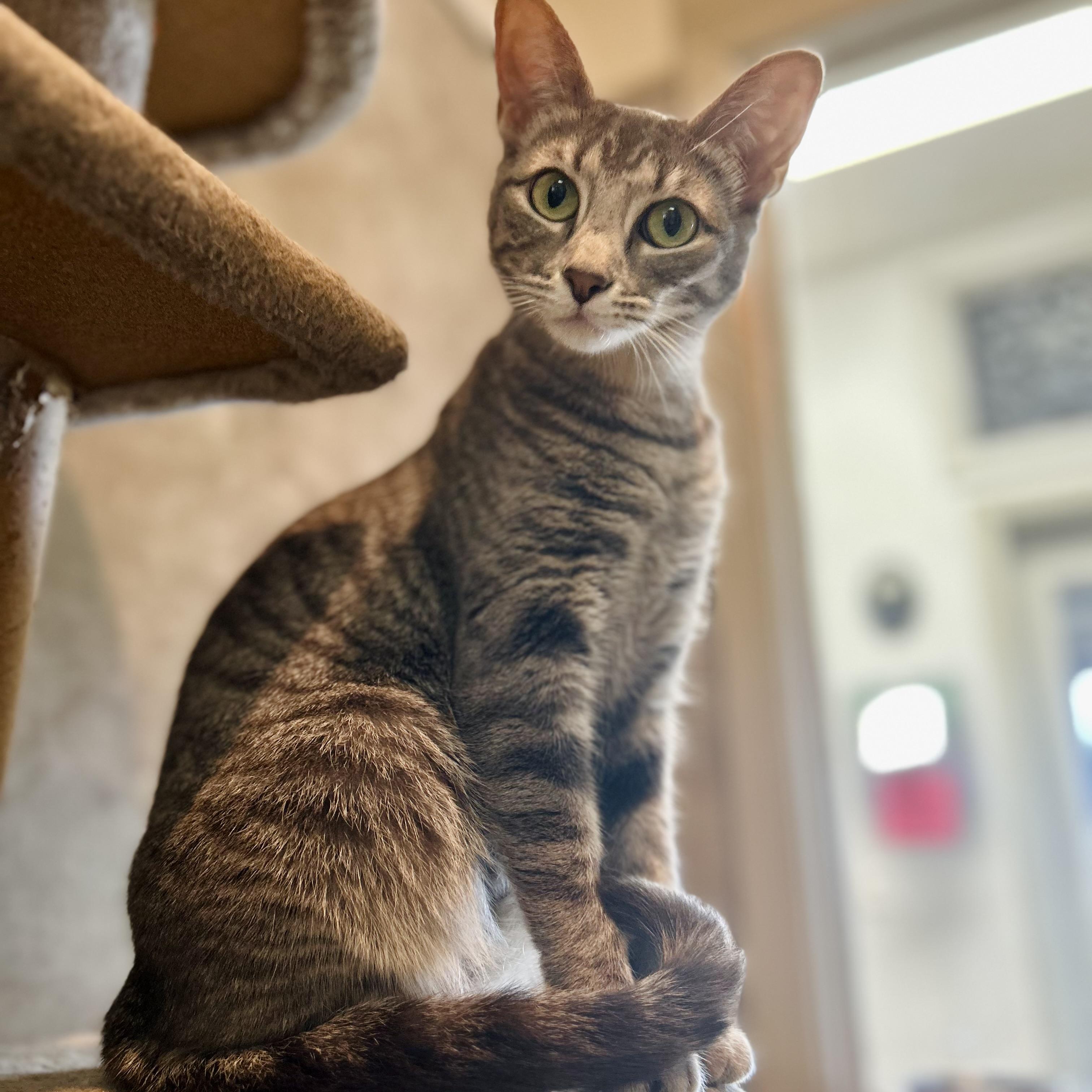 Jill, Adoptable, Young Female Domestic Short Hair.