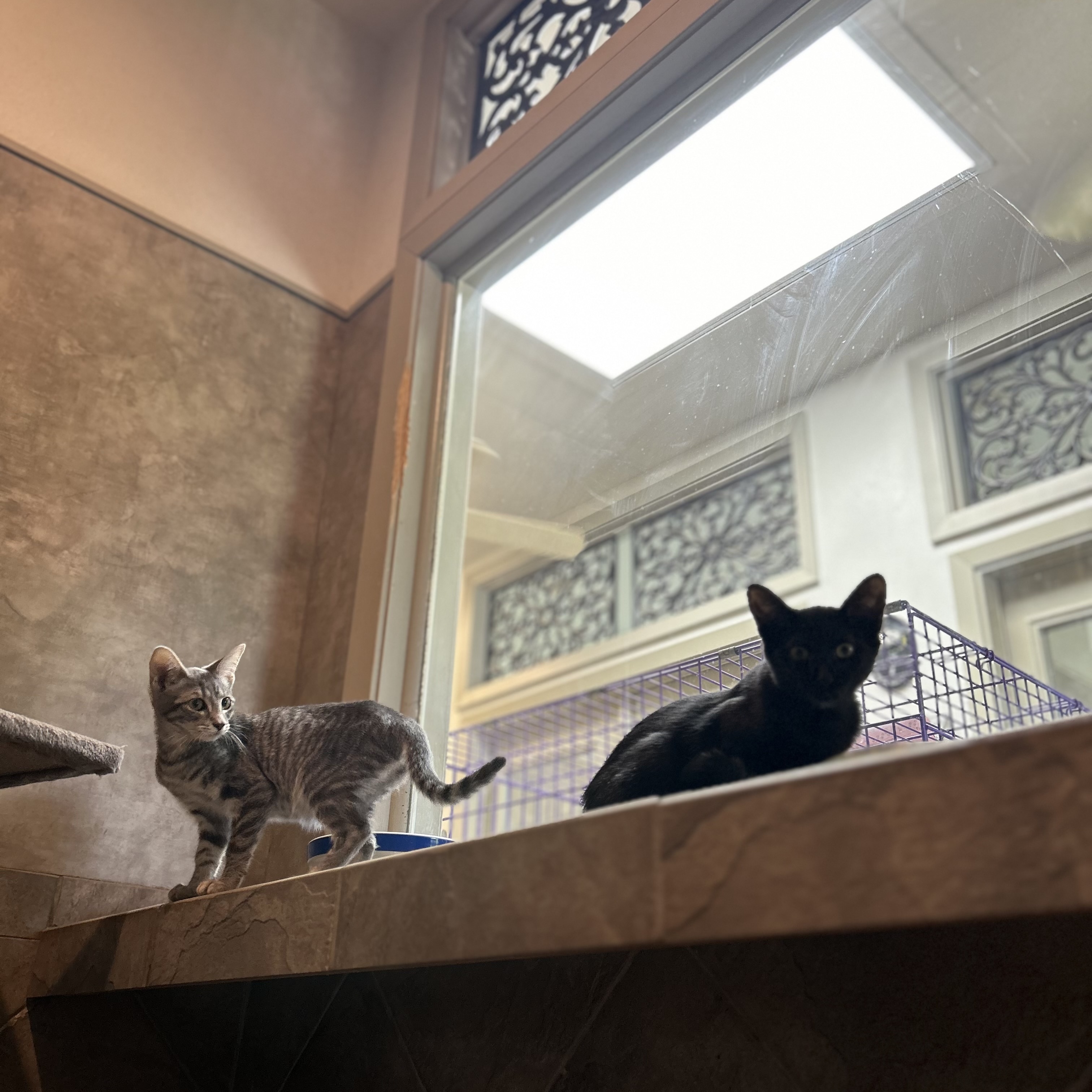 Enlarge Jill, a Adoptable Domestic Short Hair in Seguin, TX image 4/5