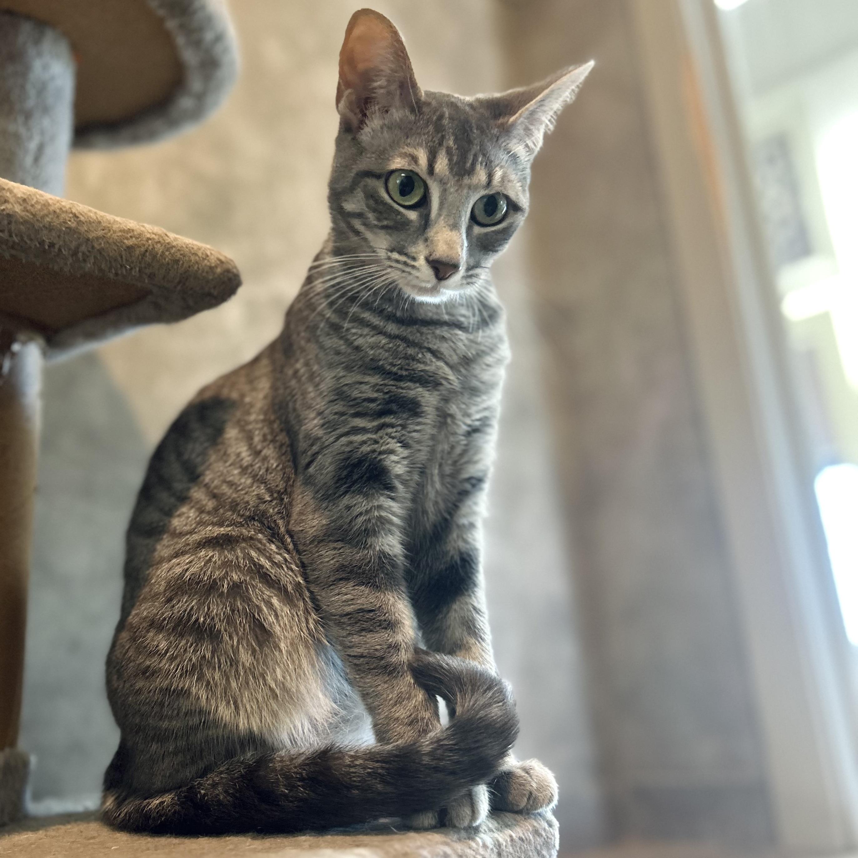 Enlarge Jill, a Adoptable Domestic Short Hair in Seguin, TX image 3/6