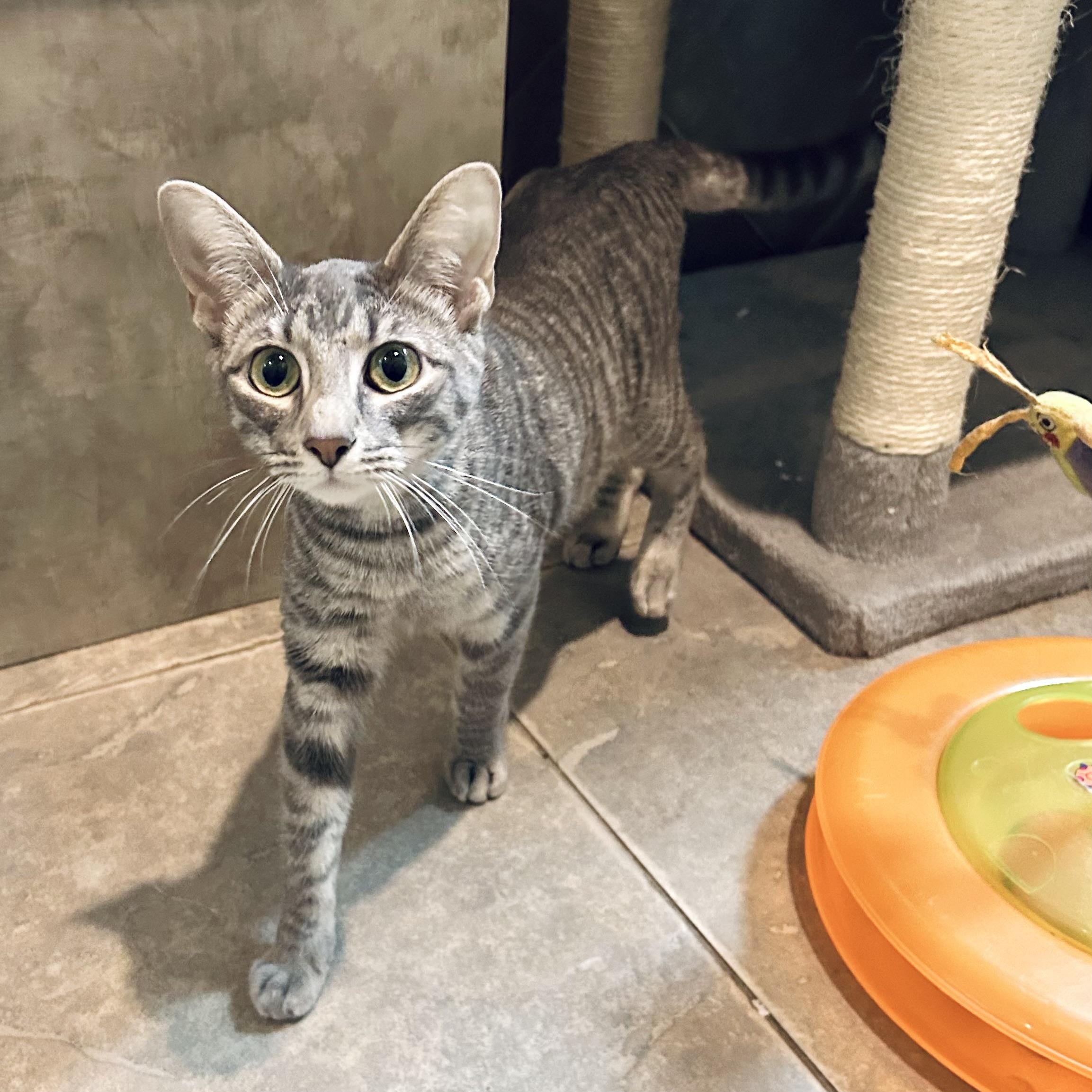 Enlarge Jill, a Adoptable Domestic Short Hair in Seguin, TX image 1/5