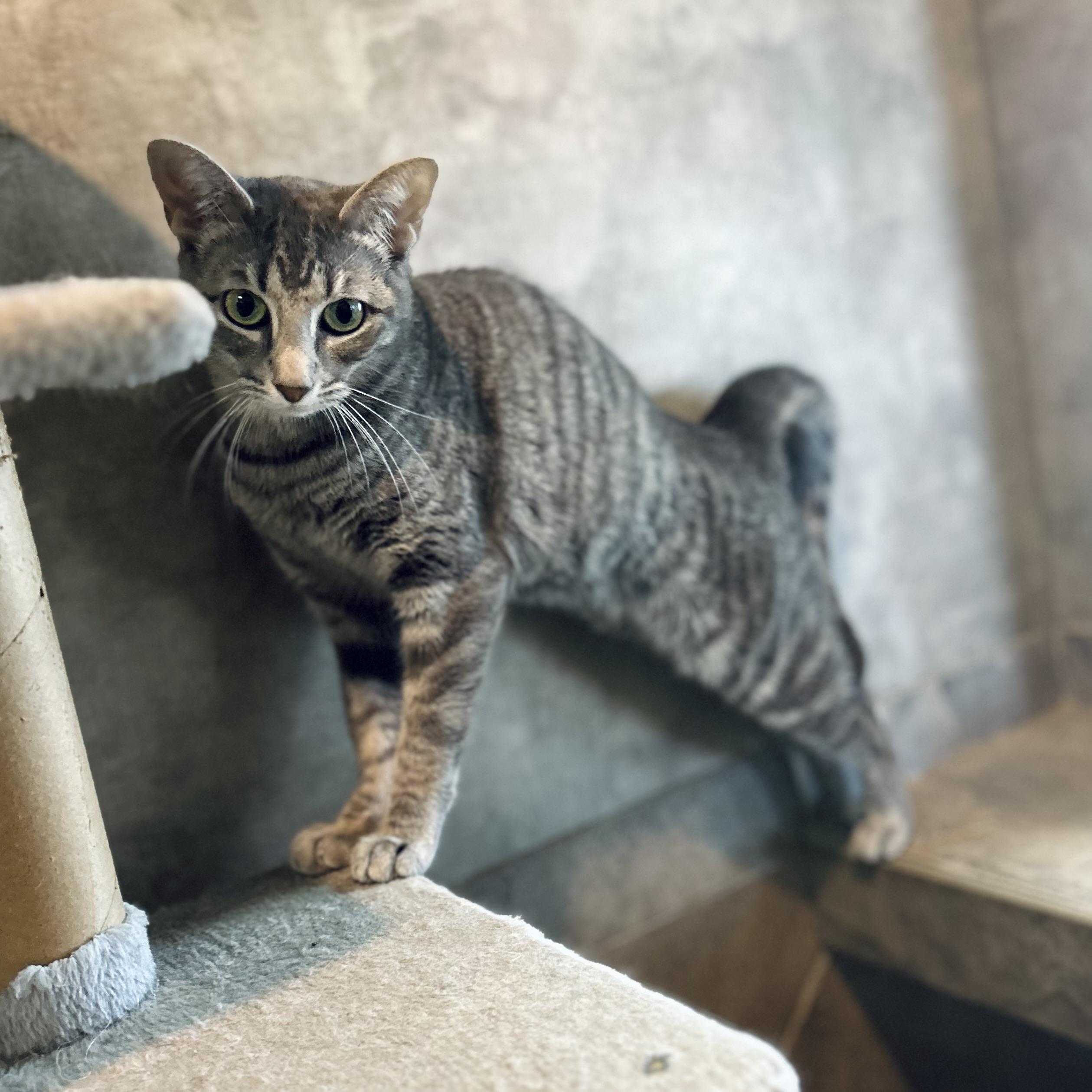 Enlarge Jill, a Adoptable Domestic Short Hair in Seguin, TX image 5/6