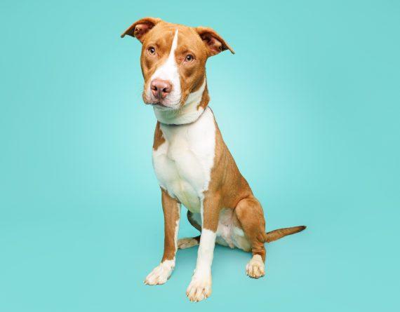 Knox, a Adoptable mixed breed in Durham, NC image 1/2