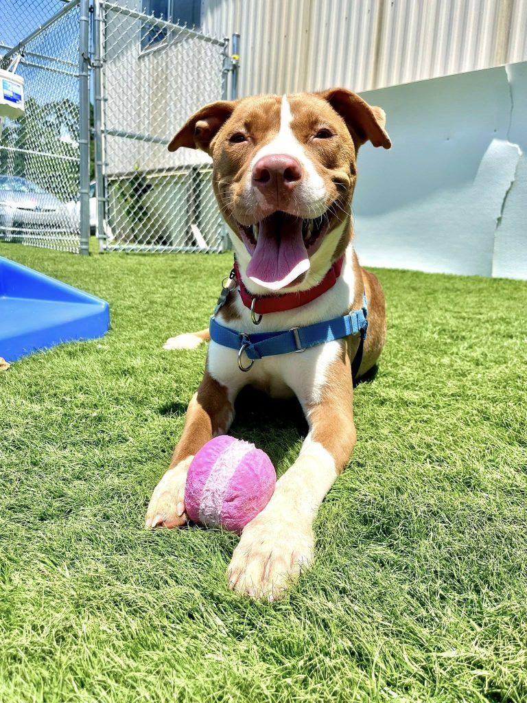 Knox, a Adoptable mixed breed in Durham, NC image 2/2