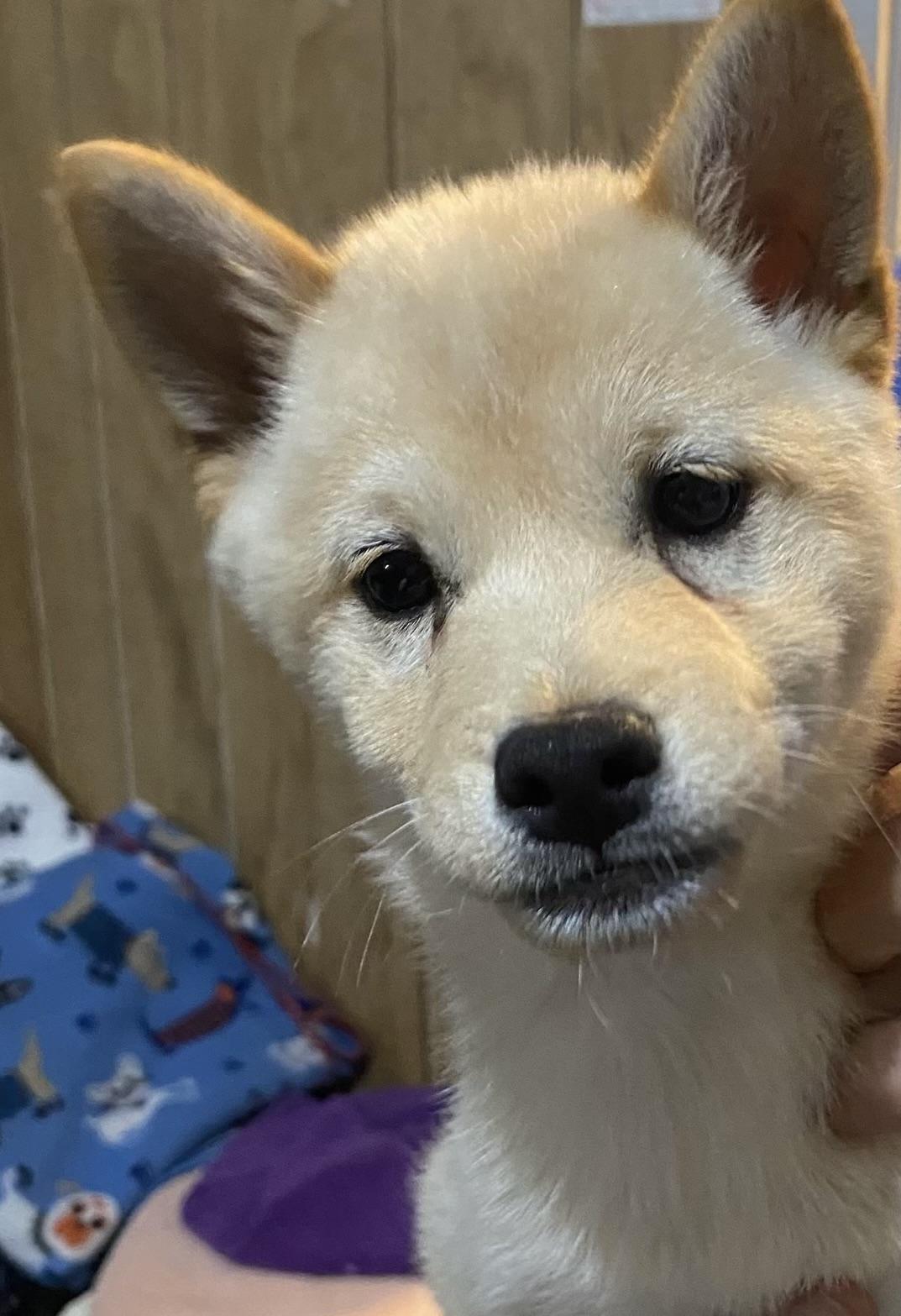Enlarge Jasper, a Adoptable Shiba Inu in Overland Park, KS image 1/2