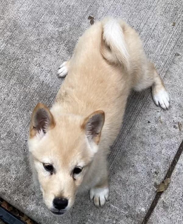 Enlarge Jasper, a Adoptable Shiba Inu in Overland Park, KS image 2/2