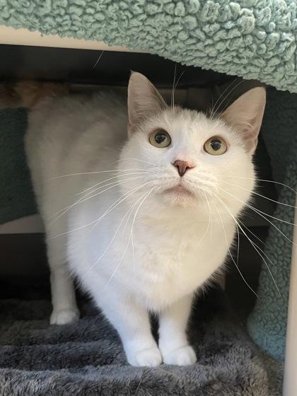 Sammie, Adoptable, Adult Female Domestic Short Hair & Domestic Short Hair.