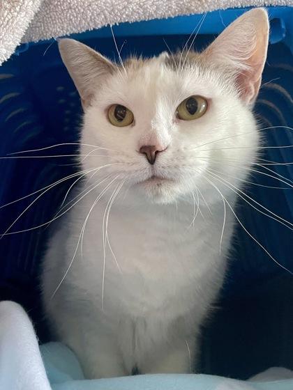 Enlarge Sammie, a Adoptable mixed breed in Madison, WI image 2/3