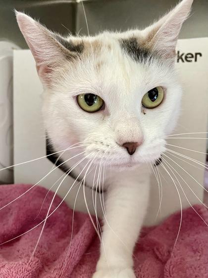 Enlarge Sammie, a Adoptable mixed breed in Madison, WI image 3/3