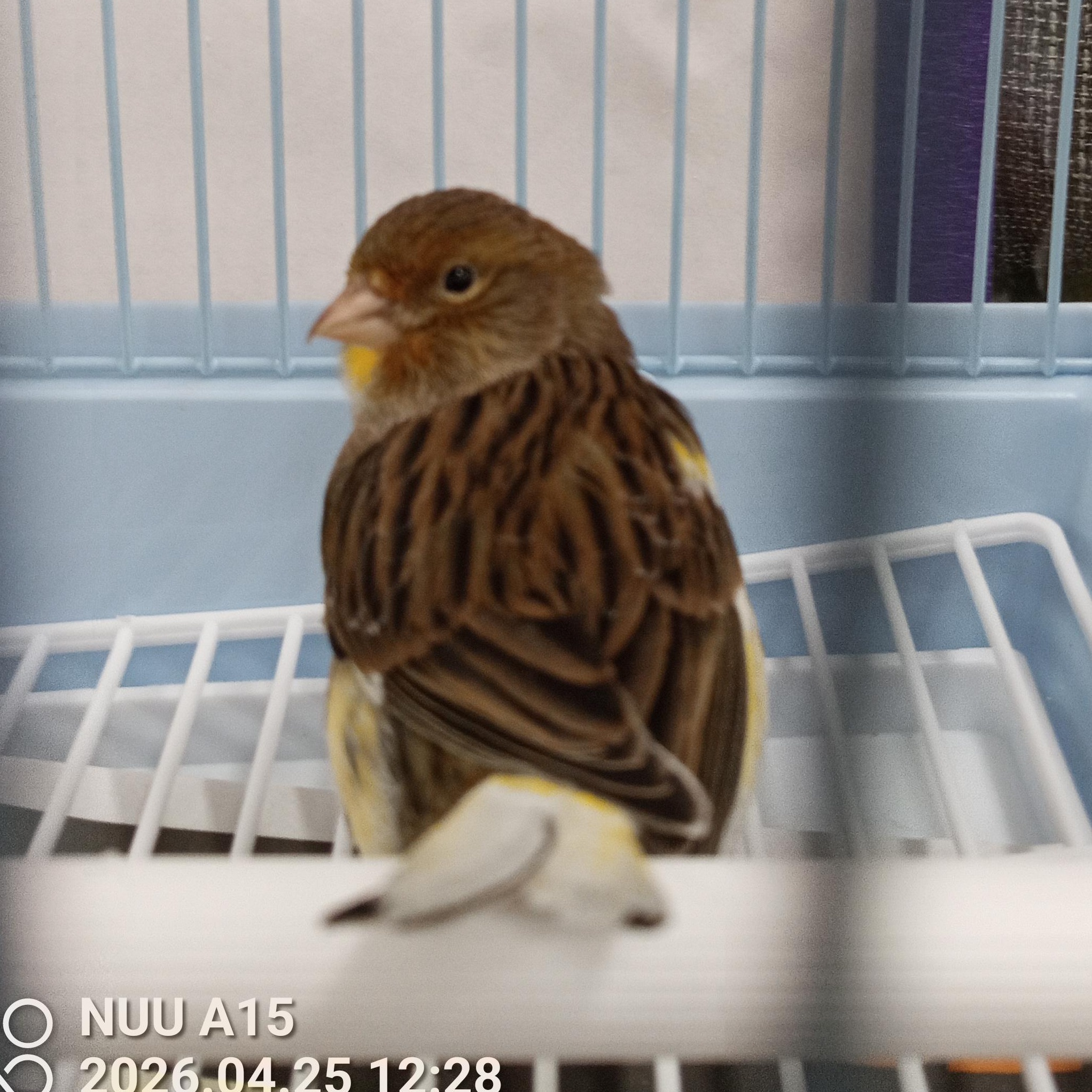 Zeb, adopted, Adult Male Canary.
