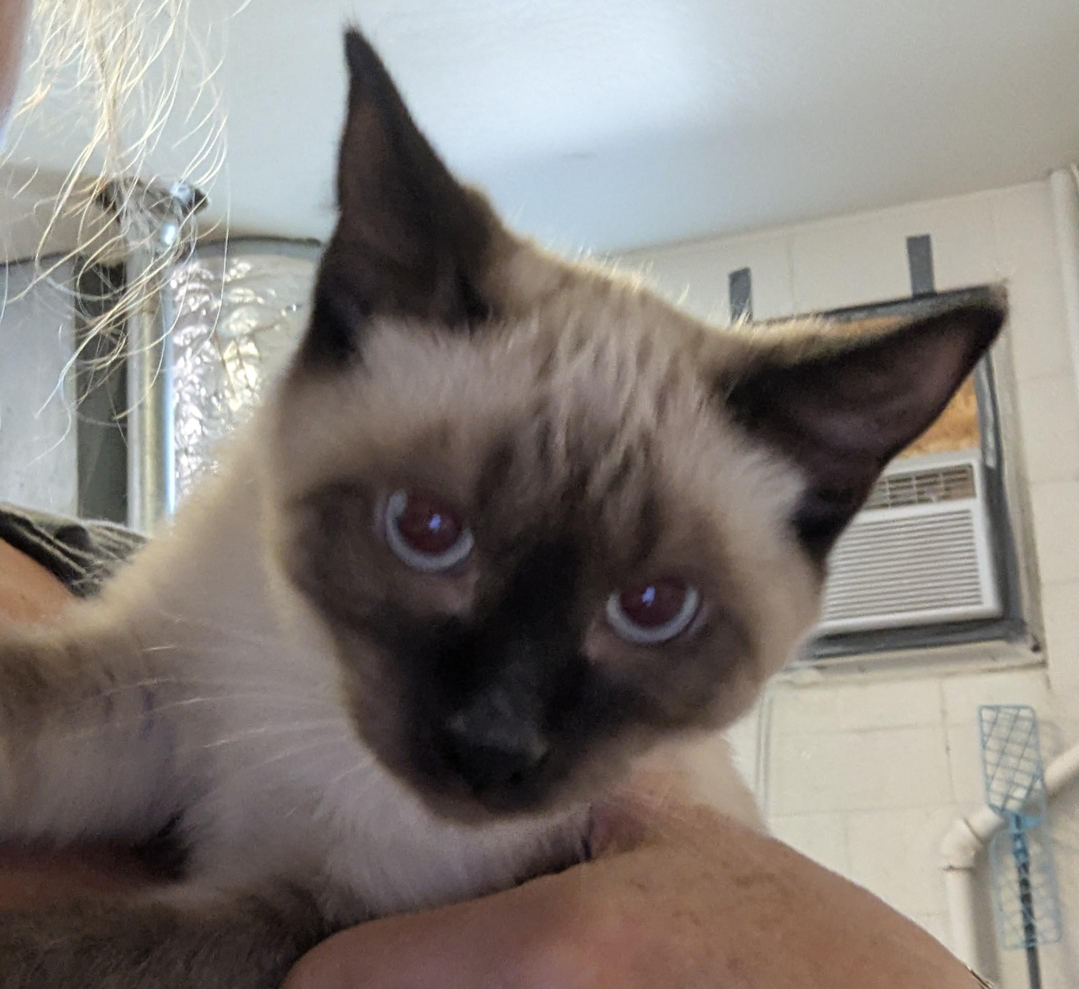Siam, Adopted, Kitten Male Siamese.