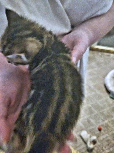 Grace, Adopted, Kitten Female Tabby.