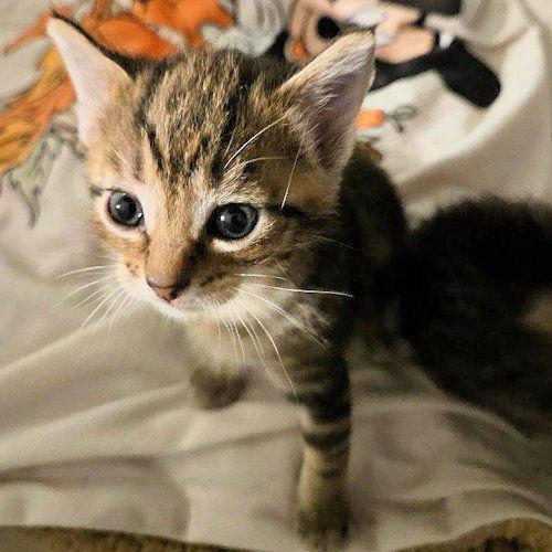 Grace, a Adopted Tabby in Rutherfordton, NC image 2/2