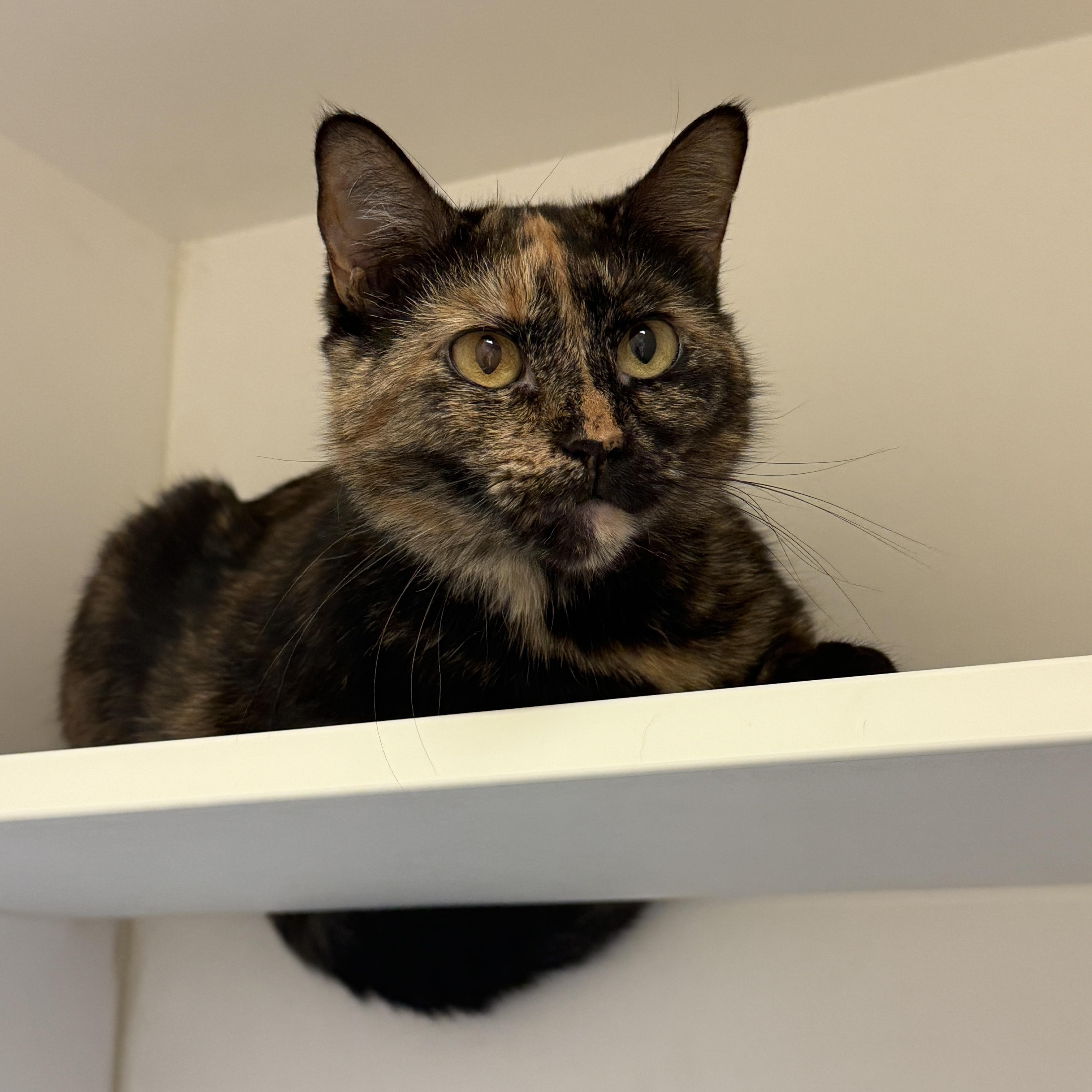 Daffodil, Adult Female Domestic Short Hair