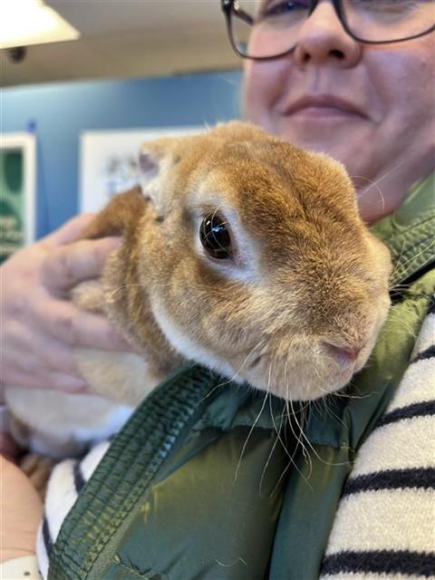 PRINCE, Adoptable, Young Male Bunny Rabbit.