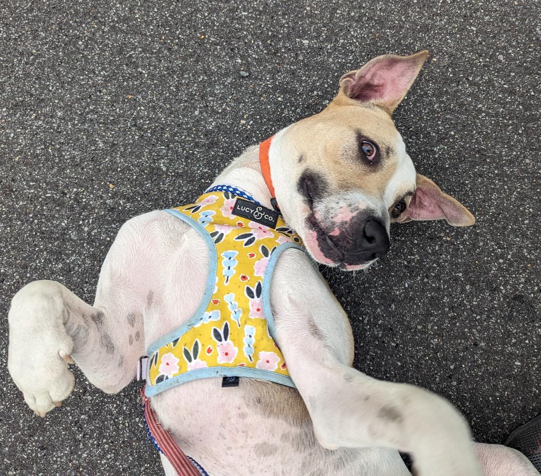 Enlarge Oscar, a Adoptable mixed breed in Lambertville, NJ image 8/12