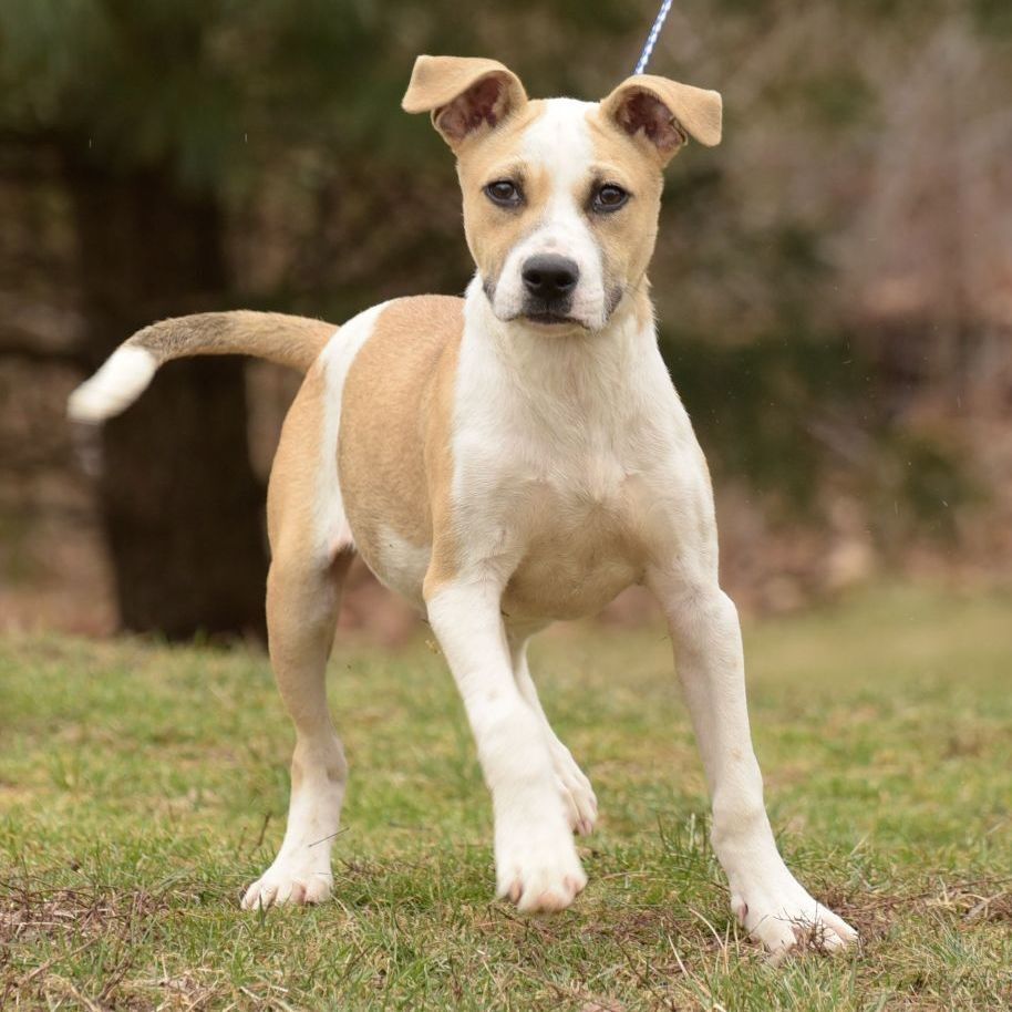 Enlarge Oscar, a Adoptable mixed breed in Lambertville, NJ image 9/12