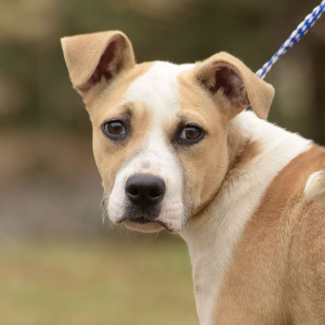 Enlarge Oscar, a Adoptable mixed breed in Lambertville, NJ image 11/12