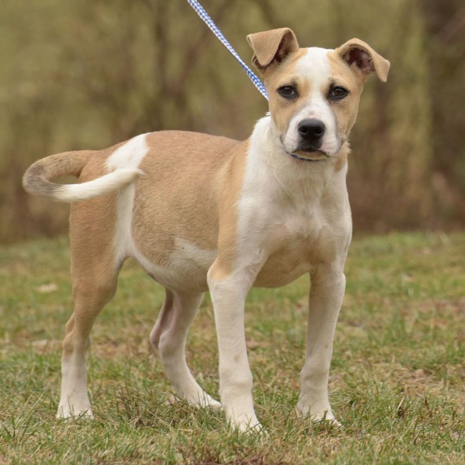 Enlarge Oscar, a Adoptable mixed breed in Lambertville, NJ image 12/12