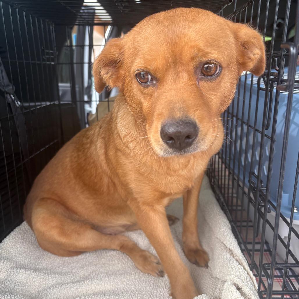 Enlarge Sadie, a Adoptable mixed breed in Merritt Island, FL image 2/2
