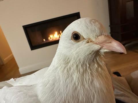 Bonita, Adoptable, Adult Male Pigeon.