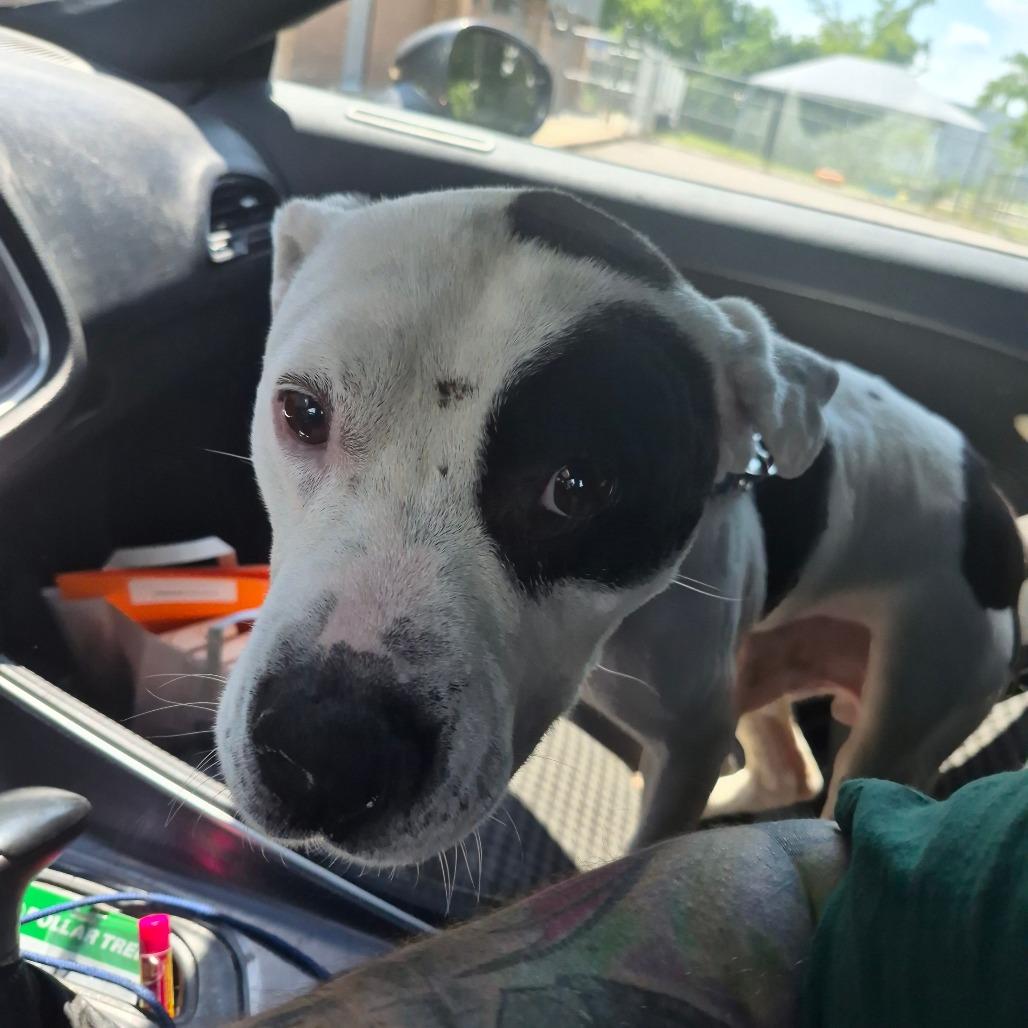 Cleatus, Adoptable, Adult Male Terrier.