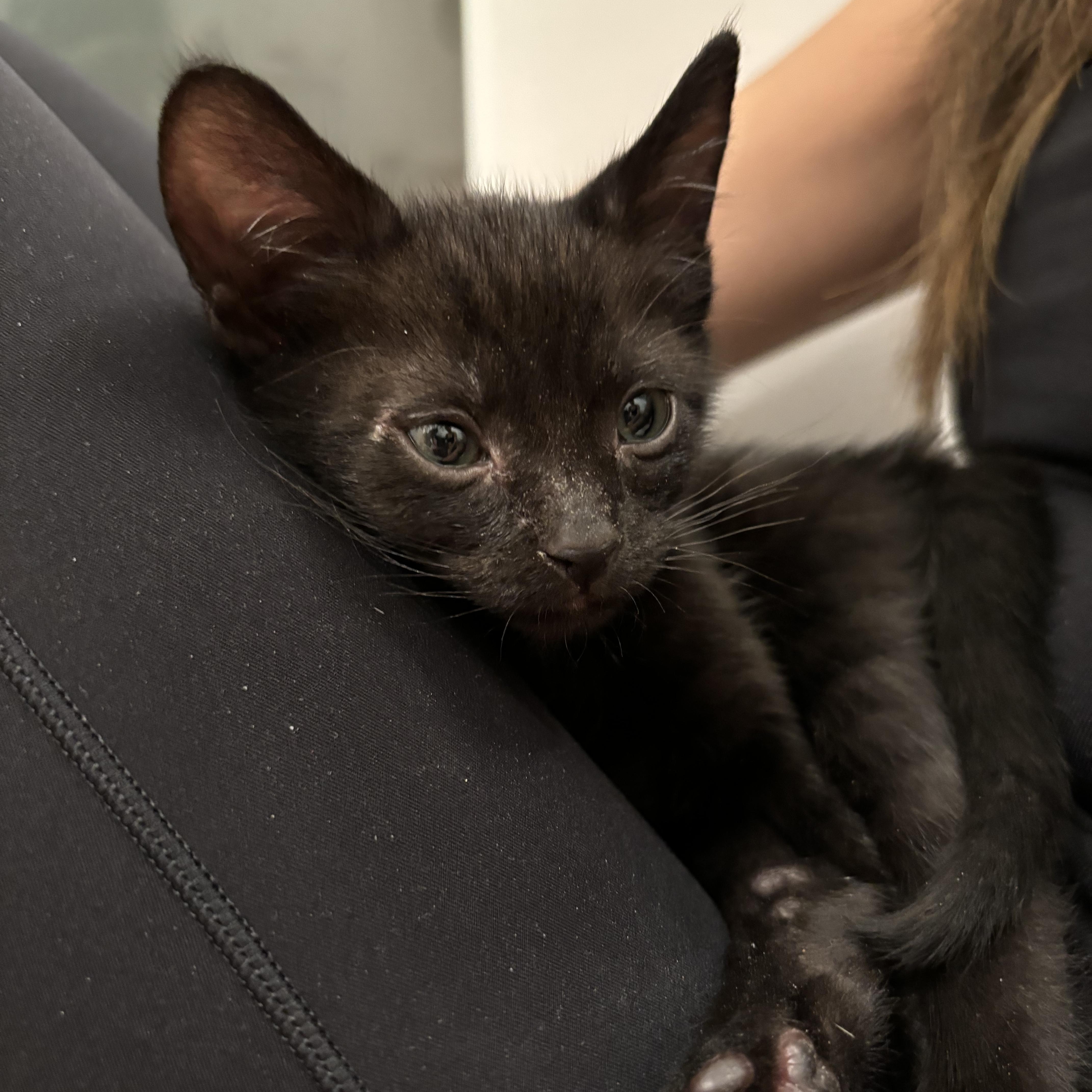 Enlarge Biscuit, a ADOPTABLE Domestic Short Hair in Honolulu, HI image 3/4