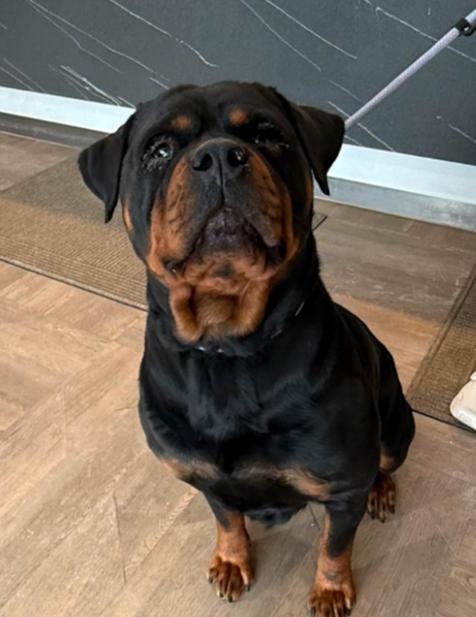 BELLA, adopted, Adult Female Rottweiler.