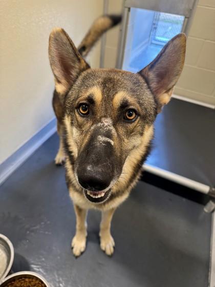 Havoc, Adoptable, Adult Male German Shepherd Dog.