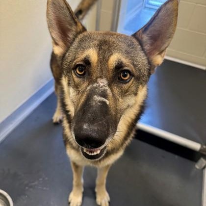 Enlarge Valor, a Adoptable mixed breed in Converse, TX image 3/3