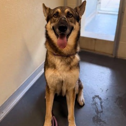 Enlarge Valor, a Adoptable mixed breed in Converse, TX image 1/3