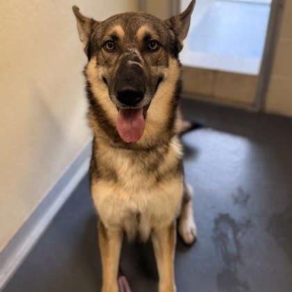 Enlarge Valor, a Adoptable mixed breed in Converse, TX image 2/3