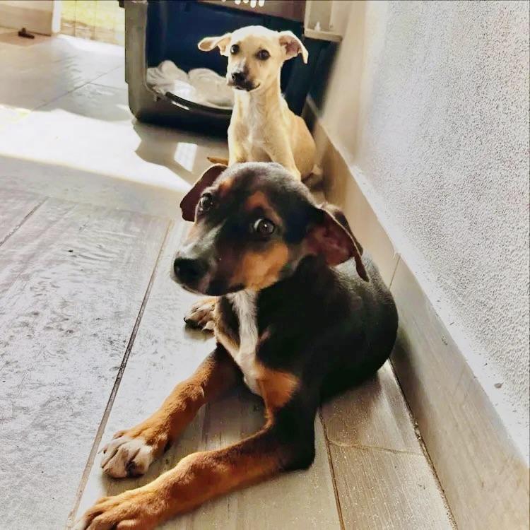 Saint — thumbnail 4