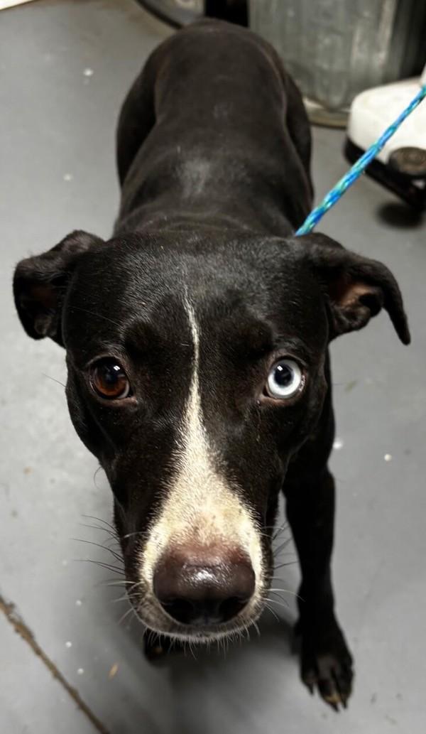 26-01-0056 Squeak, Adoptable, Adult Female Pit Bull Terrier.