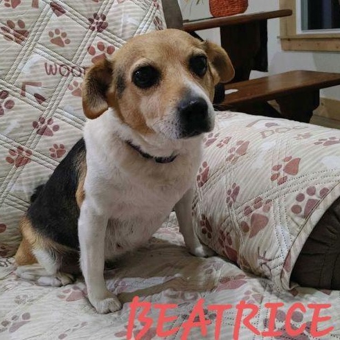 Enlarge Beatrice, a ADOPTABLE mixed breed in Stoughton, MA image 2/3