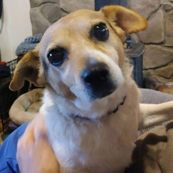 Beatrice, ADOPTABLE, Senior Female Beagle.