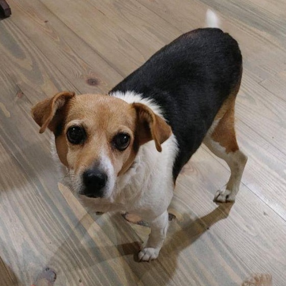 Beatrice, adopted, Senior Female Beagle.
