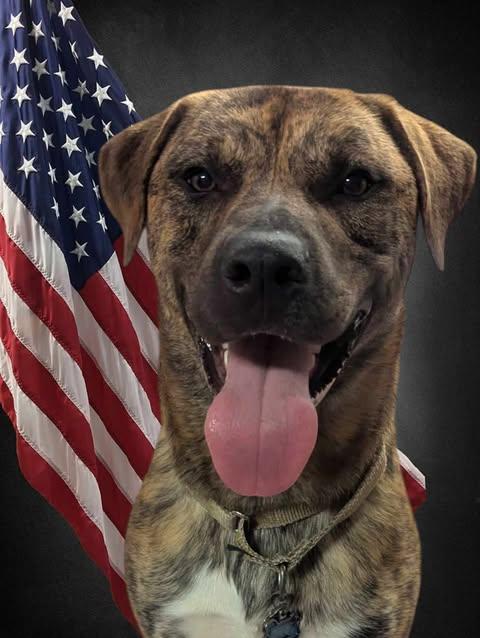 Bear, a Adopted Mastiff in Westminster, MD image 2/3