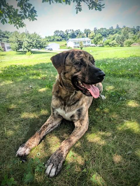 Bear, a Adopted Mastiff in Westminster, MD image 3/3