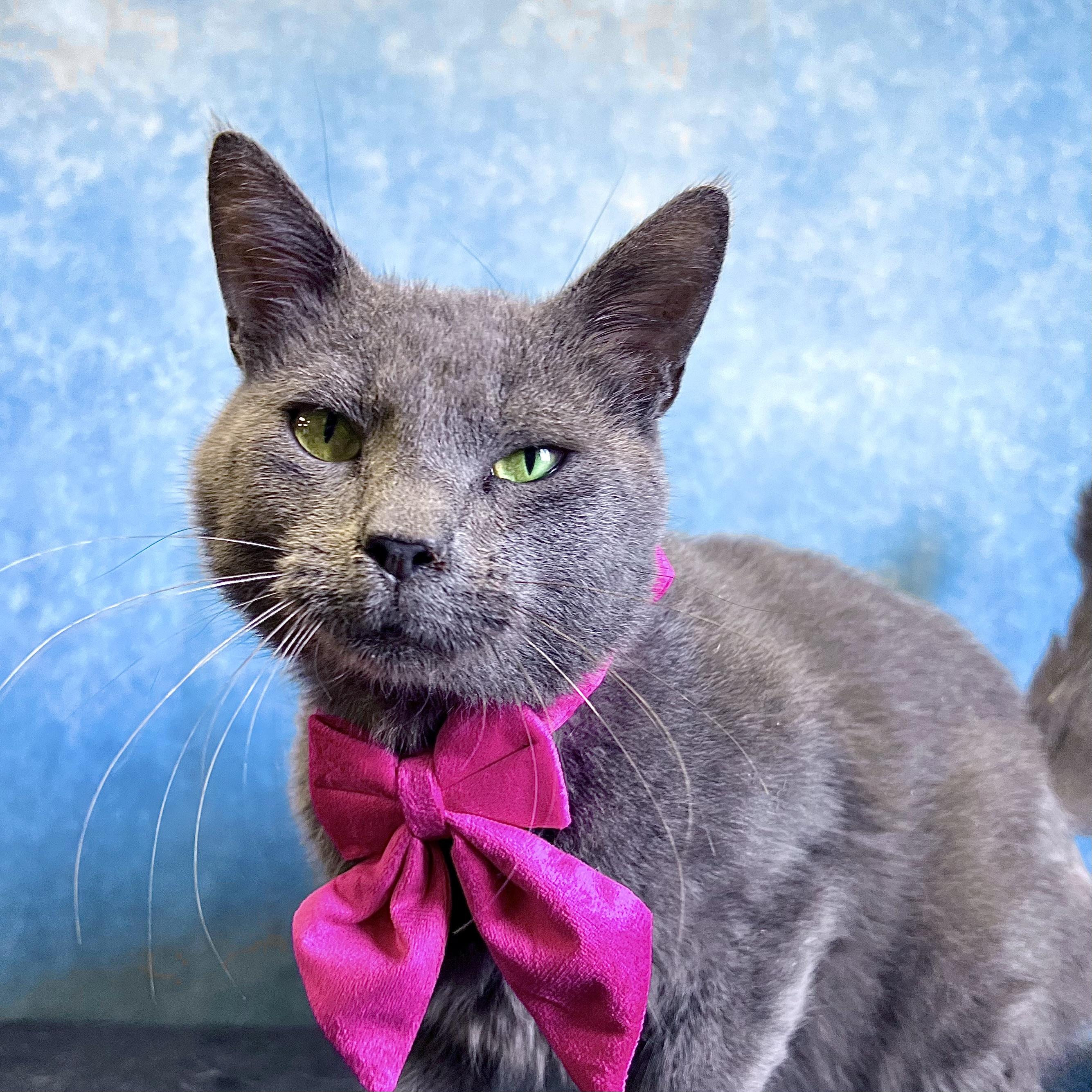 Enlarge Otter, a ADOPTABLE Domestic Short Hair in Fairmont, MN image 3/6